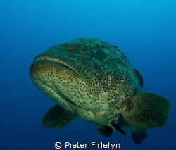 Friendly and curious grouper! Image taken with the Olympu... by Pieter Firlefyn 